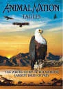Animal Nation - The Eagle: The Whole Story Bild 1