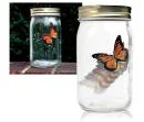 Butterfly Jar Bild 1