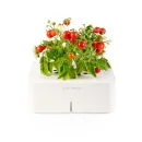 Click & Grow Starter Kit mit Kleinen Tomaten Bild 1