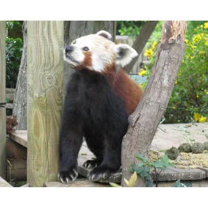 Meet the Red Pandas Bild 1