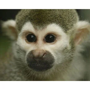 2 for 1 Monkey Tour with Afternoon Tea Special Offer Bild 1