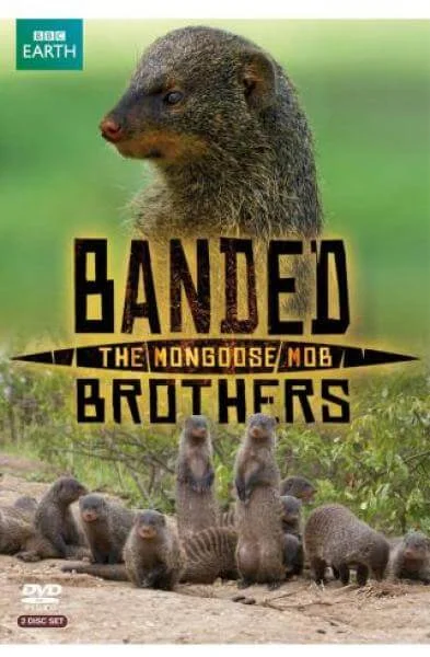 Banded Brothers The Mongoose Mob Bild 1