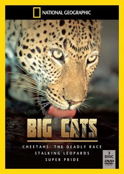 Big Cats Box Set Bild 1