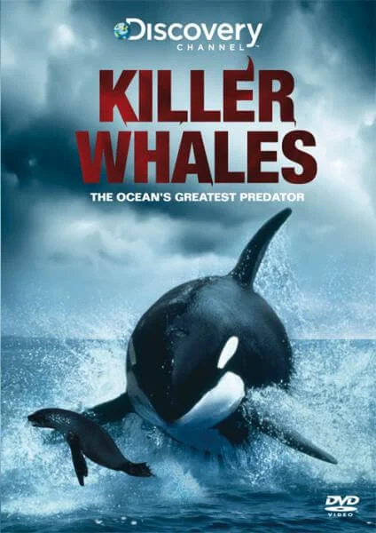 Killer Whales Bild 1