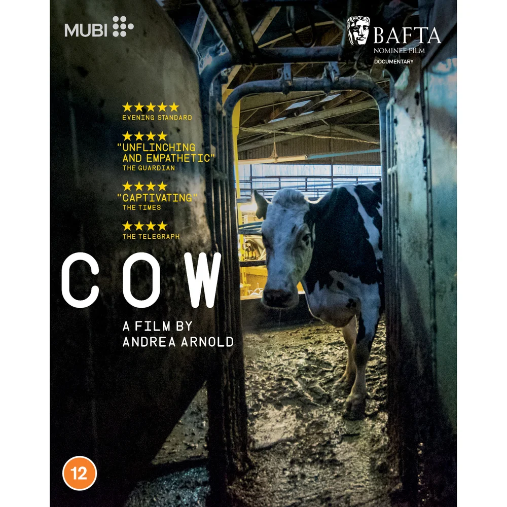 Cow Bild 1